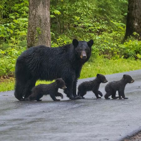 Вилла Smoky Mountain Gem Гатлинбург Экстерьер фото